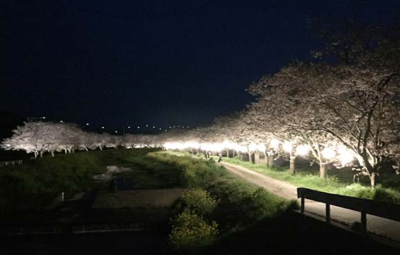 福岡県朝倉郡筑前町 草場川の桜並木