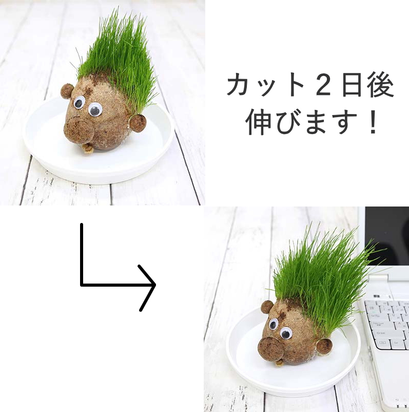 牧草で作るかわいい栽培セット