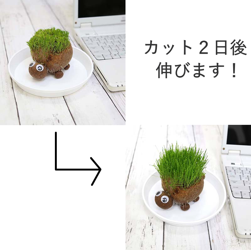 牧草で作るかわいい栽培セット