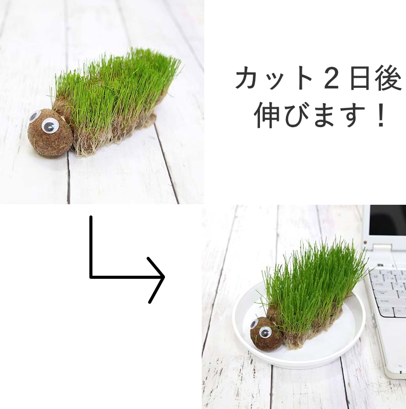 牧草で作るかわいい栽培セット