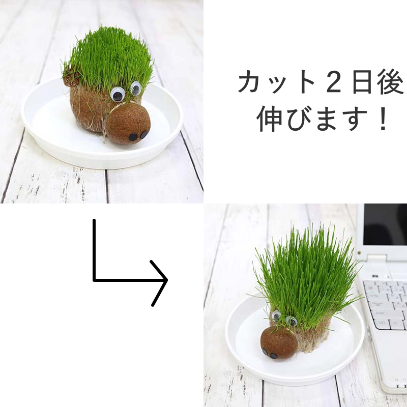 牧草で作るかわいい栽培セット