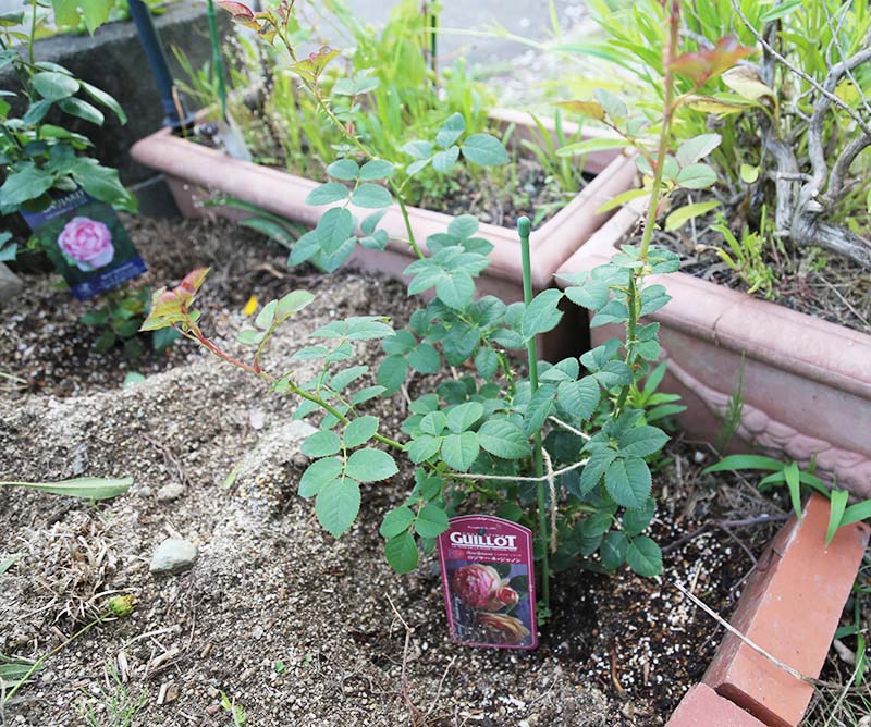 バラの植え方 育て方 観葉植物 ブルーミングスケープ ブログ