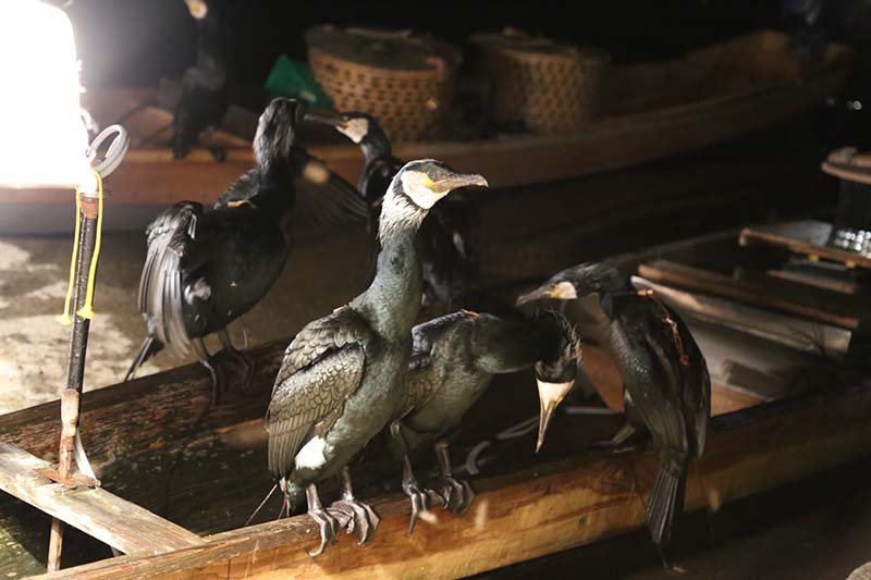 朝倉市筑後川の鵜飼