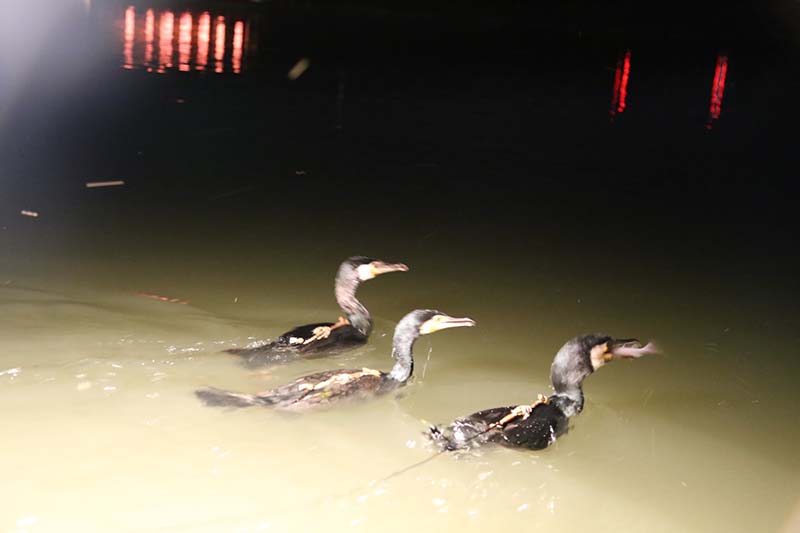 九州北部豪雨から再開の朝倉市筑後川の鵜飼 うかい 観葉植物 ブルーミングスケープ ブログ