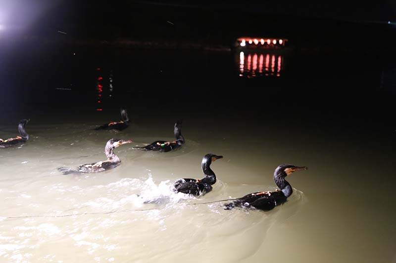 朝倉市筑後川の鵜飼