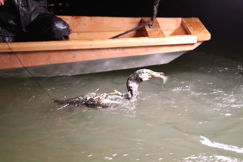 筑後川伝統の鵜（う）飼