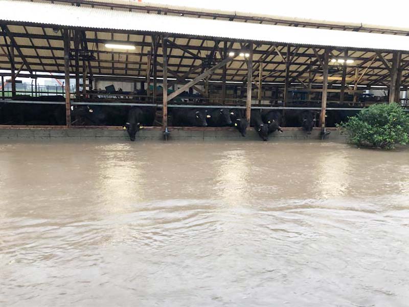 大雨被害