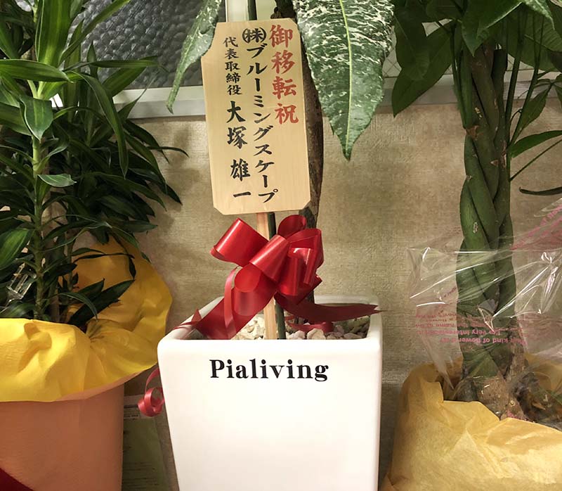 文字入れした陶器鉢植えの観葉植物をお祝いに！
