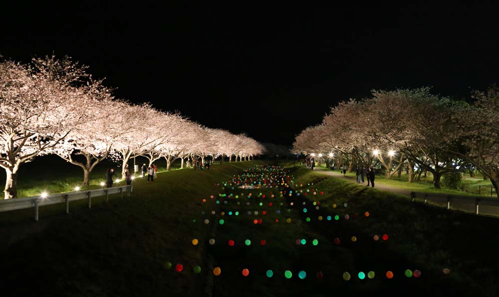 福岡県朝倉郡筑前町 草場川の桜並木