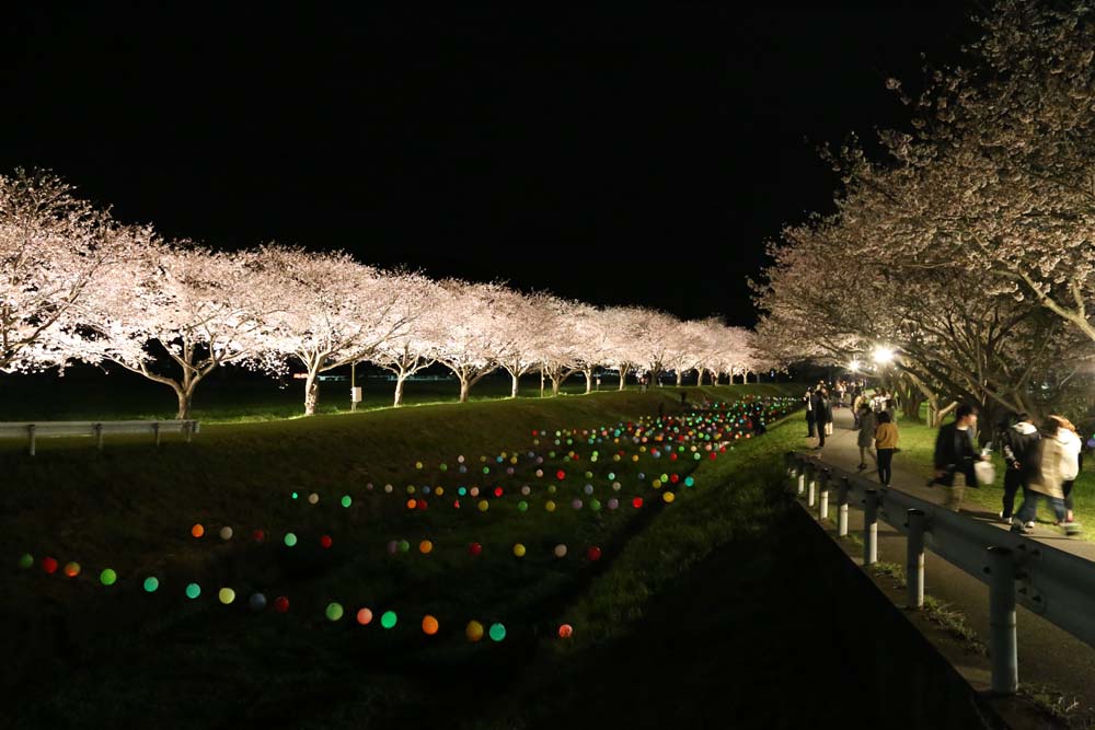 福岡県朝倉郡筑前町 草場川の桜並木