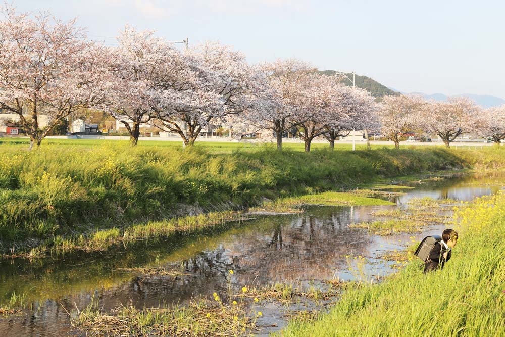 福岡県朝倉郡筑前町 草場川の桜並木