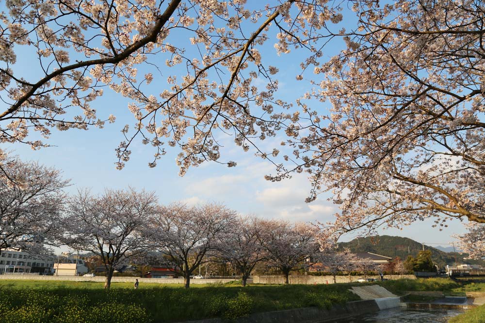 福岡県朝倉郡筑前町 草場川の桜並木