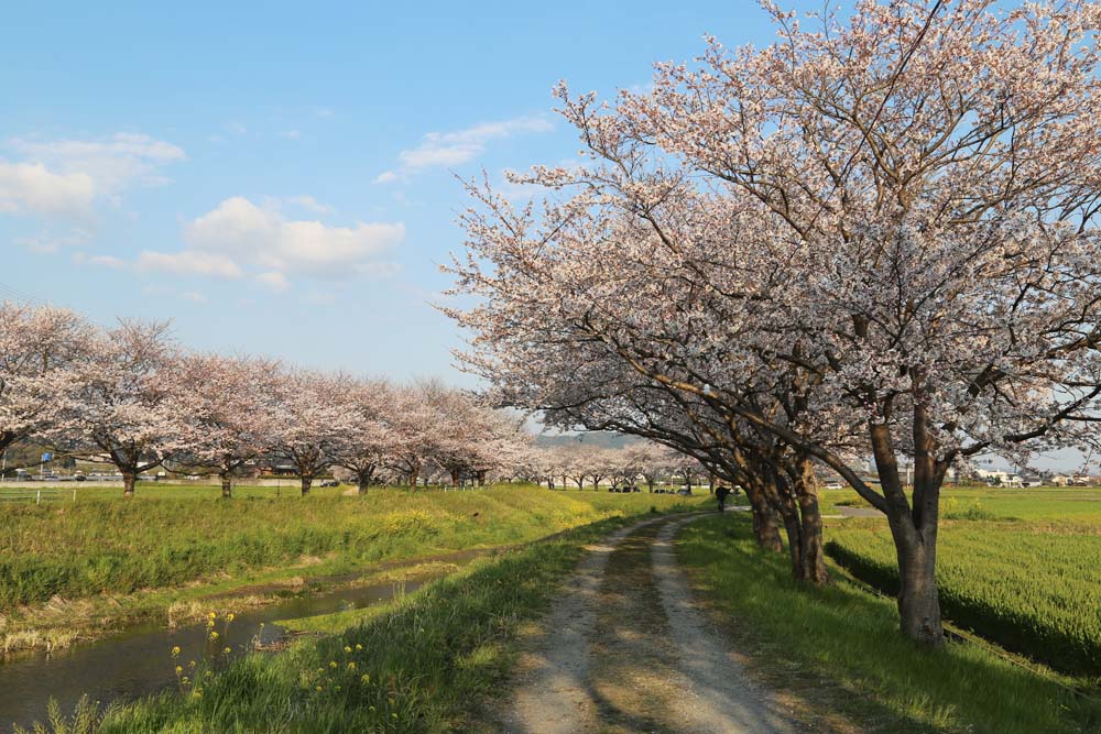 福岡県朝倉郡筑前町 草場川の桜並木