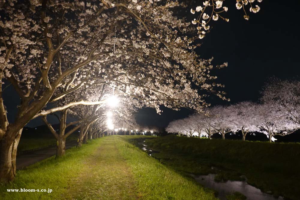 ハート形のように見える夜桜