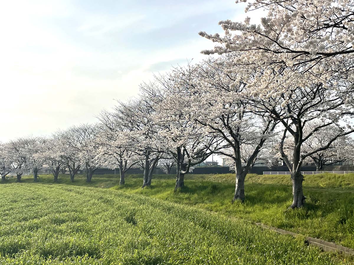 草場川の桜