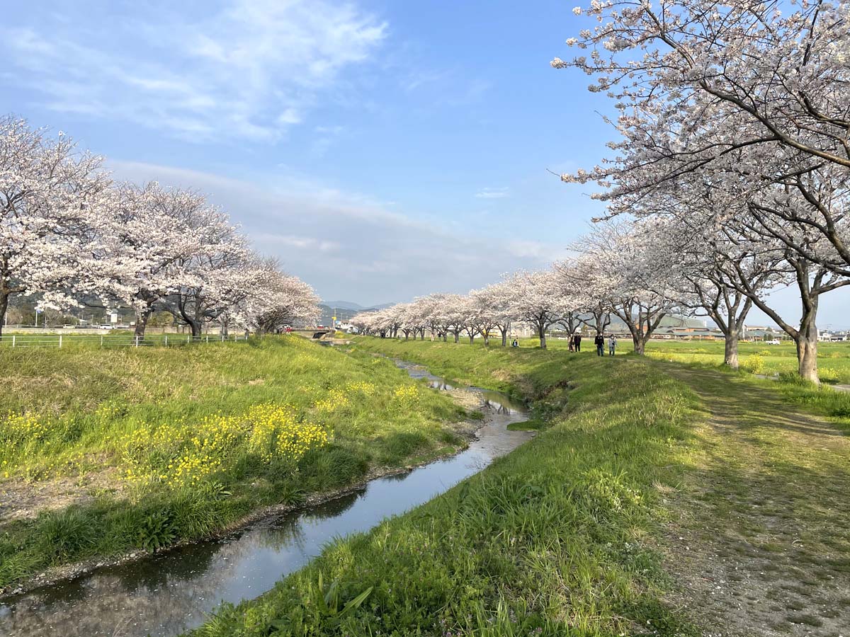 草場川の桜