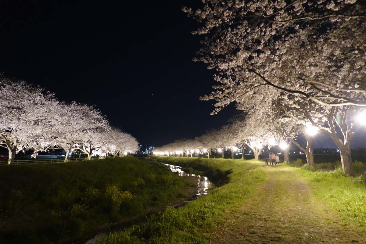 草場川の夜桜