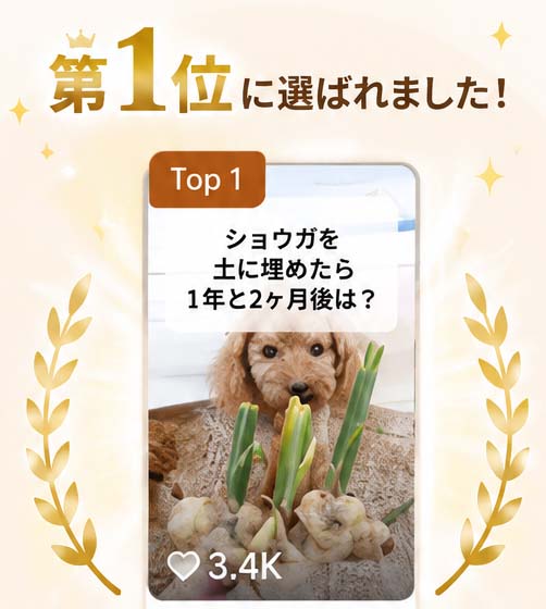 TikTok1位