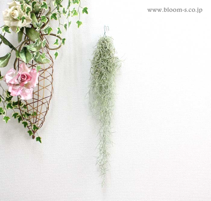 壁に観葉植物を飾る