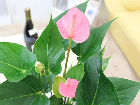 アンスリウムと風水 花言葉 観葉植物のブルーミングスケープ