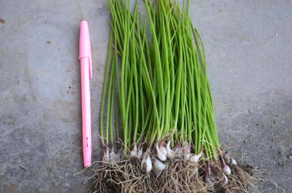 アサツキでしょうか 観葉植物 ブルーミングスケープ ブログ