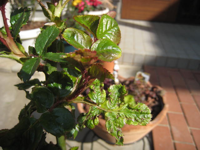 バラの若葉が葉が縮れたようになるのは病気 観葉植物 ブルーミングスケープ ブログ