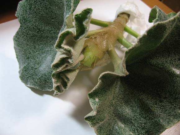 キダチベゴニア ウェノーサの挿し木の方法 観葉植物 ブルーミングスケープ ブログ