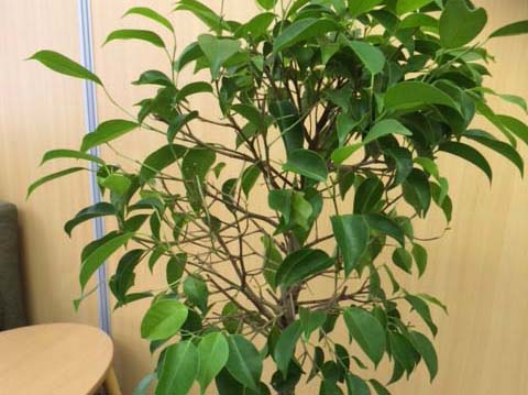 観葉植物の葉が落ちた原因と対策方法