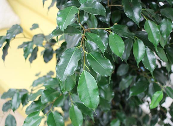 ベンジャミンの風水 花言葉 観葉植物のブルーミングスケープ