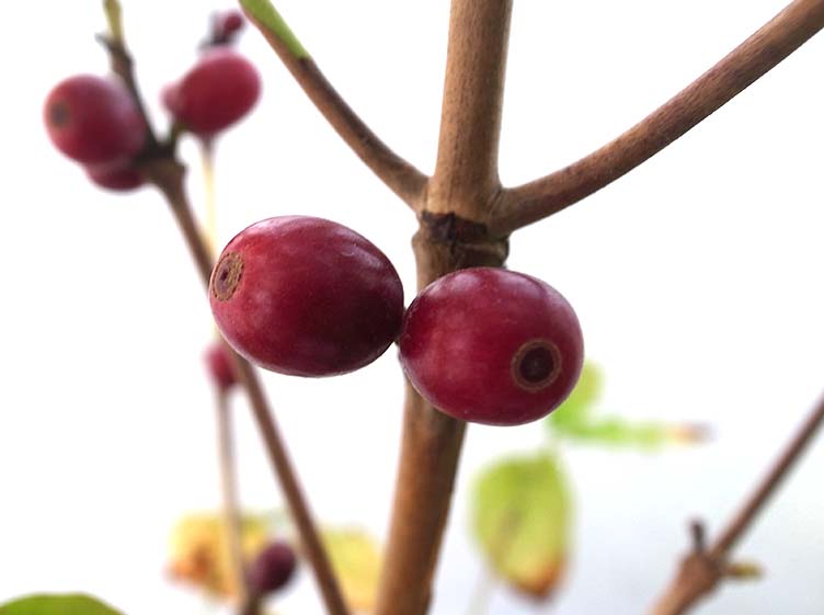 コーヒーの木と風水 花言葉 観葉植物のブルーミングスケープ