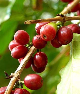 コーヒーの木と風水 花言葉 観葉植物のブルーミングスケープ