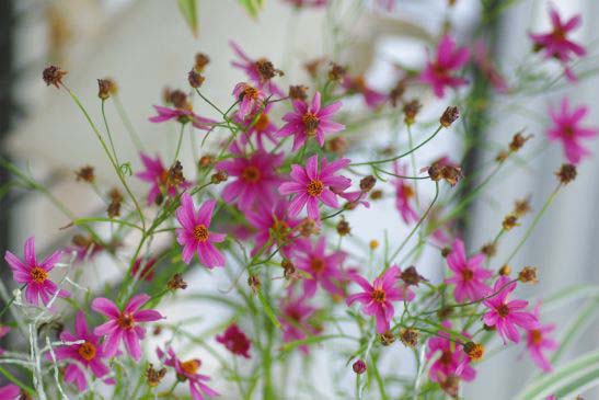 コスモスに似た小さな花で花の直径が2.5センチの花の名前は？