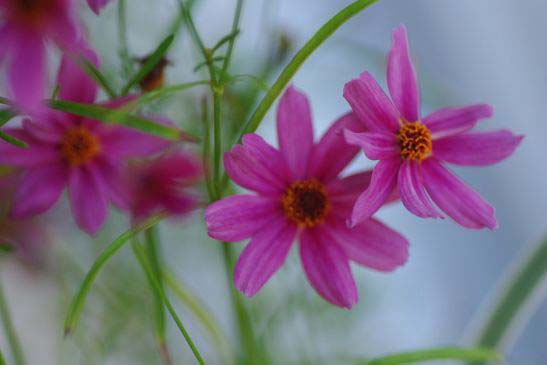 コスモスに似た小さな花で花の直径が2.5センチの花の名前は？