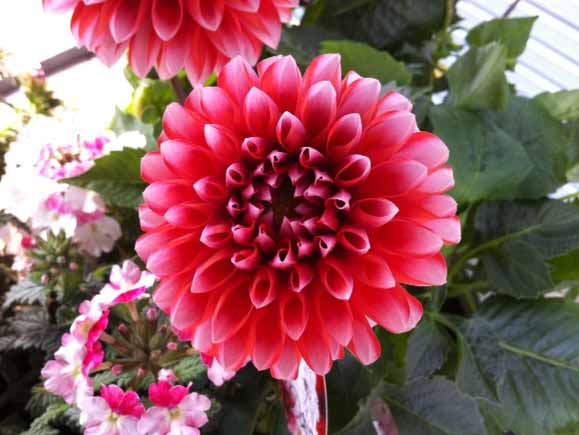 お花の開花時期一覧表