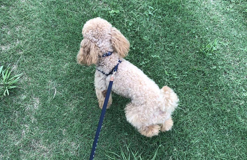 夏場の愛犬の散歩