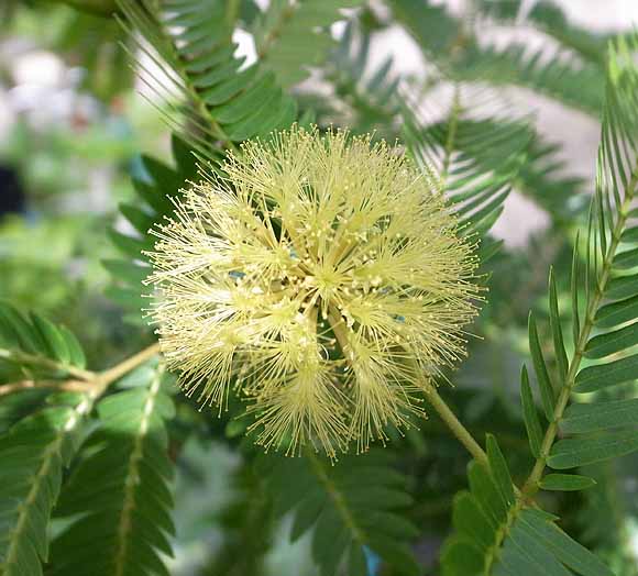 エバーフレッシュの剪定や花言葉や赤い実 観葉植物 ブルーミングスケープ ブログ