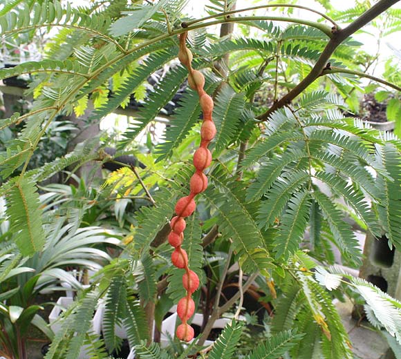 エバーフレッシュの剪定や花言葉や赤い実 観葉植物 ブルーミングスケープ ブログ