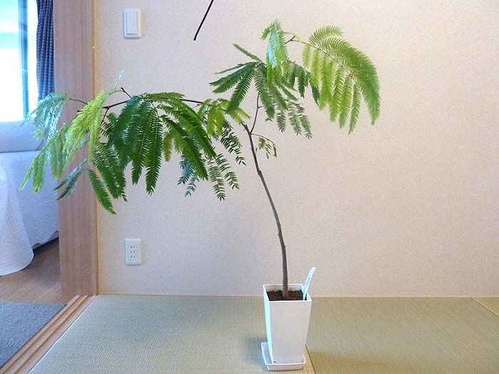 エバーフレッシュの仕立て方について｜観葉植物 【ブルーミング ...