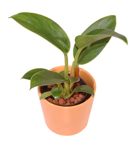 フィロデンドロン ロジョコンゴをコンパクトに育てたい 観葉植物 ブルーミングスケープ ブログ