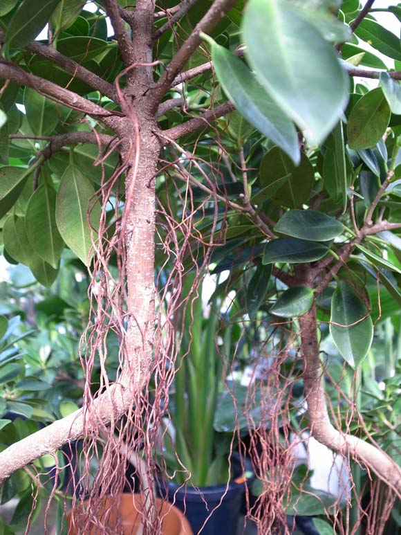 ガジュマルの風水や花言葉 観葉植物のブルーミングスケープ