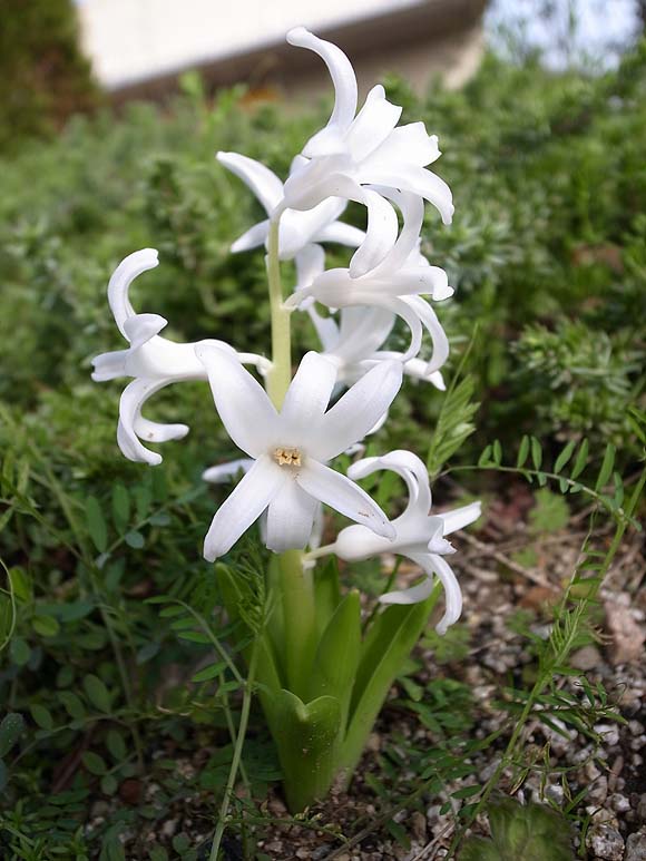 サザンカ（山茶花）のお花