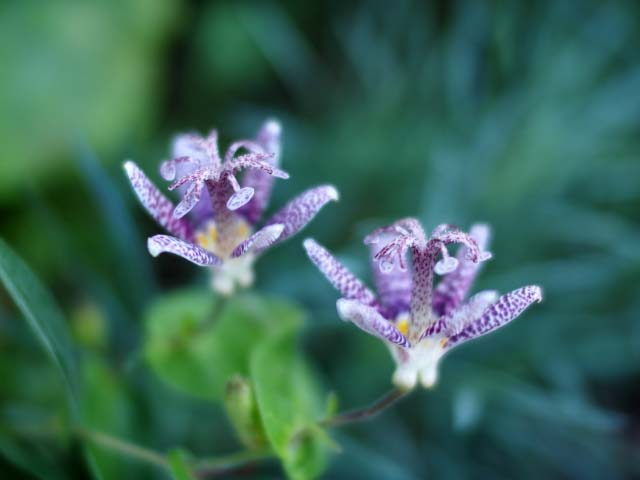 日陰で咲く花を教えてください。