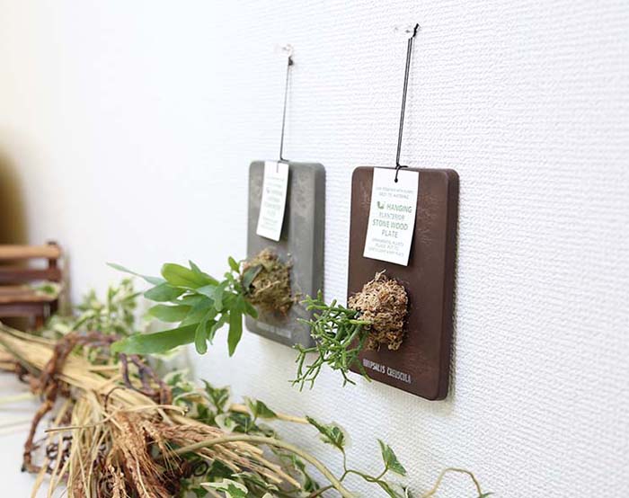 おしゃれな着生植物 壁掛けインテリア