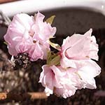 2022年 観葉植物ブログ