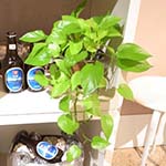 2023年 観葉植物ブログ