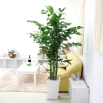 2024年 観葉植物ブログ