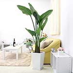 2025年 観葉植物ブログ