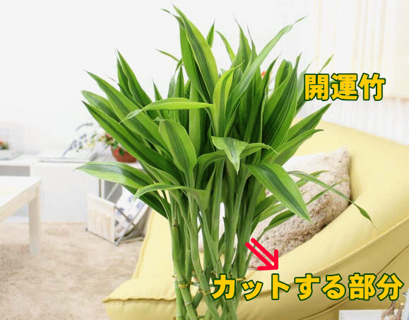 剪定 せんてい と切り戻しの方法 観葉植物のブルーミングスケープ