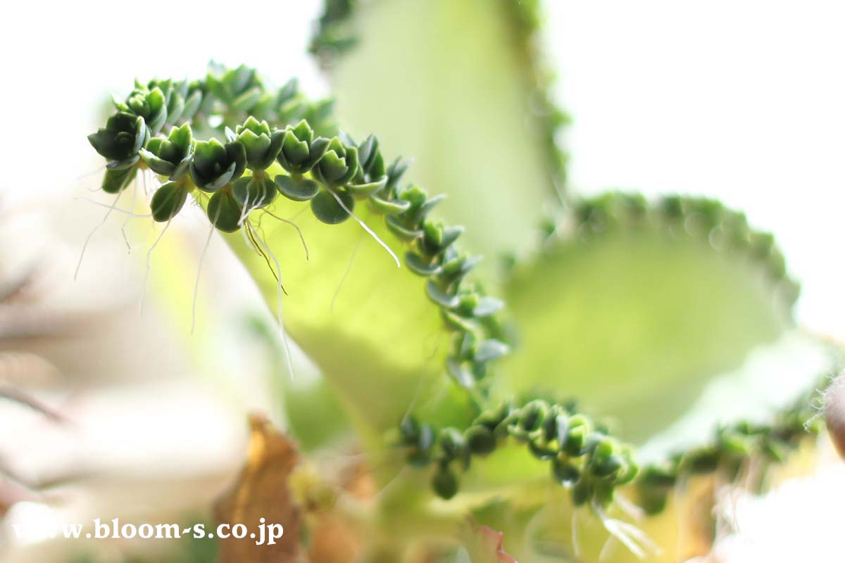 子宝草 マザーリーフと風水 観葉植物ブログ