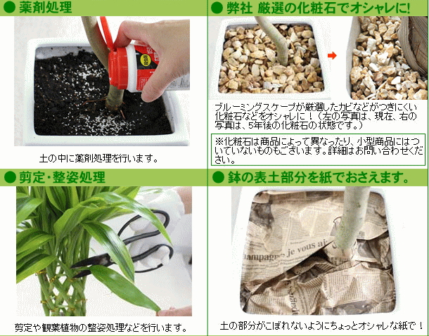 大型観葉植物＆中型観葉植物の梱包方法について